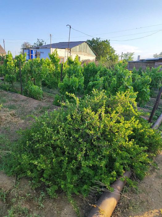 Продам дачу на 1-ой водоколонке