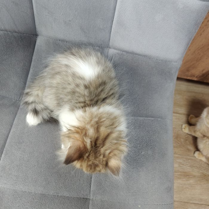 Котик Бикадорный золотой бабби