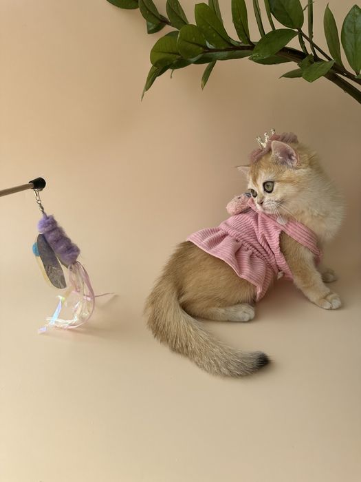 Котятa золoтыe шиншиллы для вас!