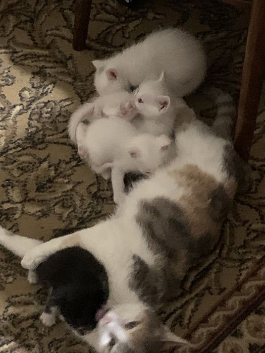 Белоснежные котята