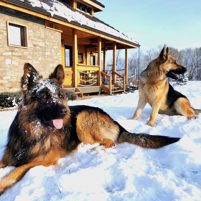 Vand pui ciobanesc german