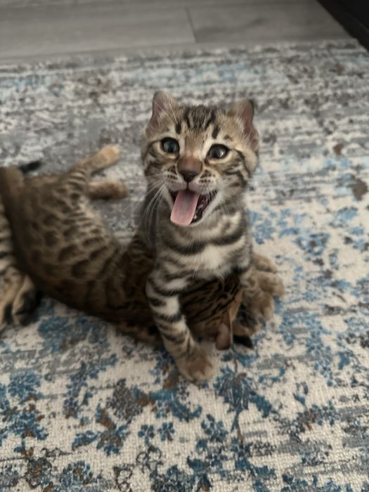 Котята бенгальские