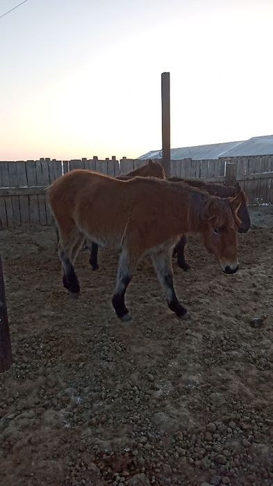 Лошади) кунан, байтал.