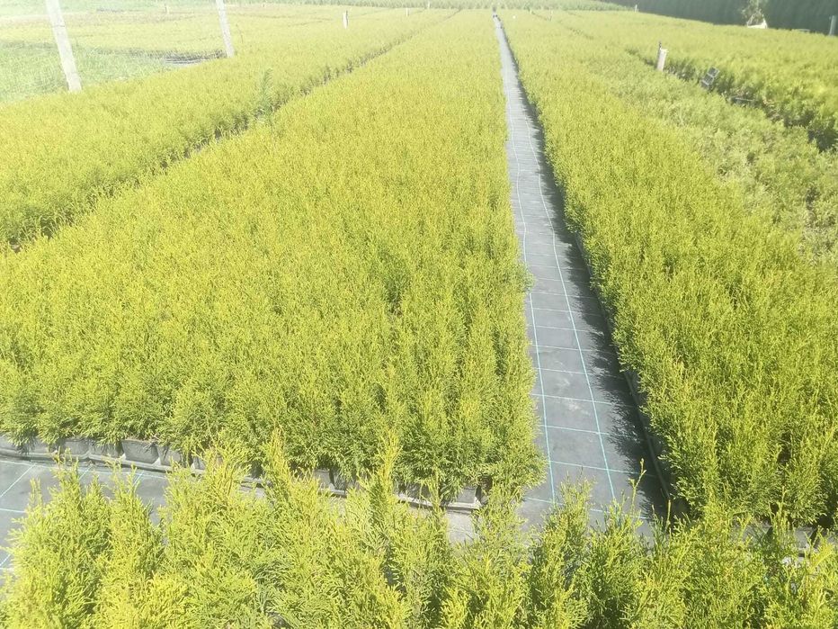 Tuia Smaragd de diferite dimensiuni 80-200cm