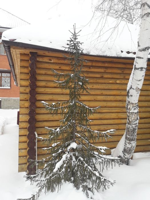 Продам красивые Ели