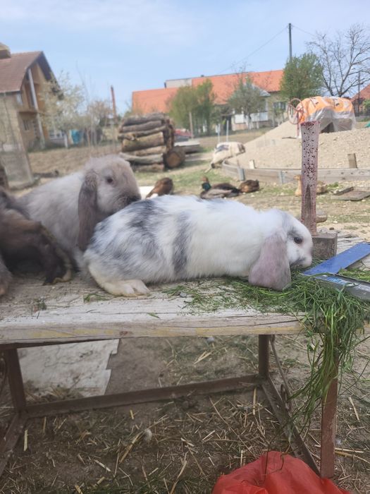 Iepuri berbec german