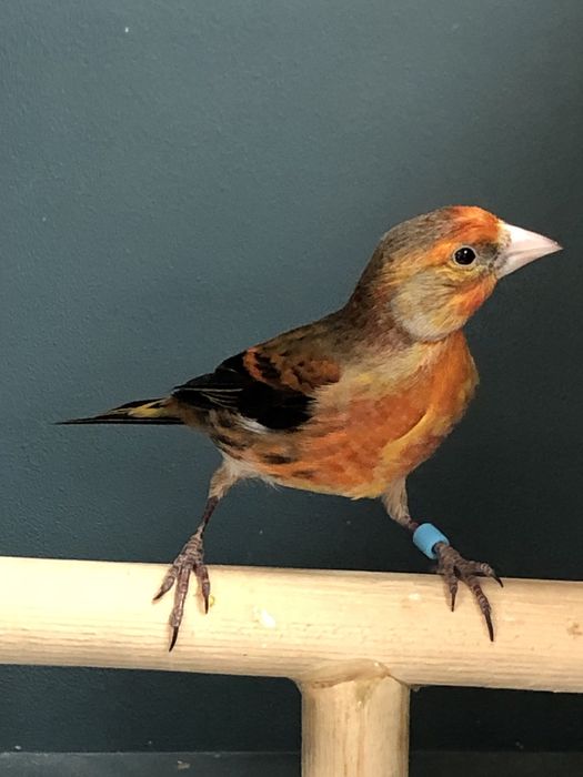 Канарейка кенор гибрид самец