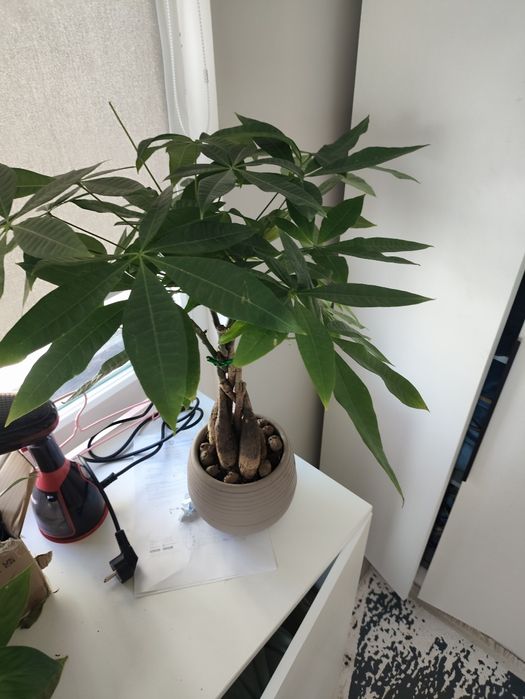 Продам комнатные цветы.