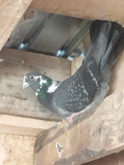 Vând porumbei  de ornament