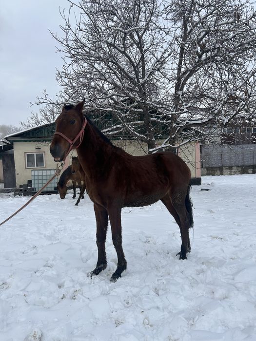 Байтал ұрғашы тай