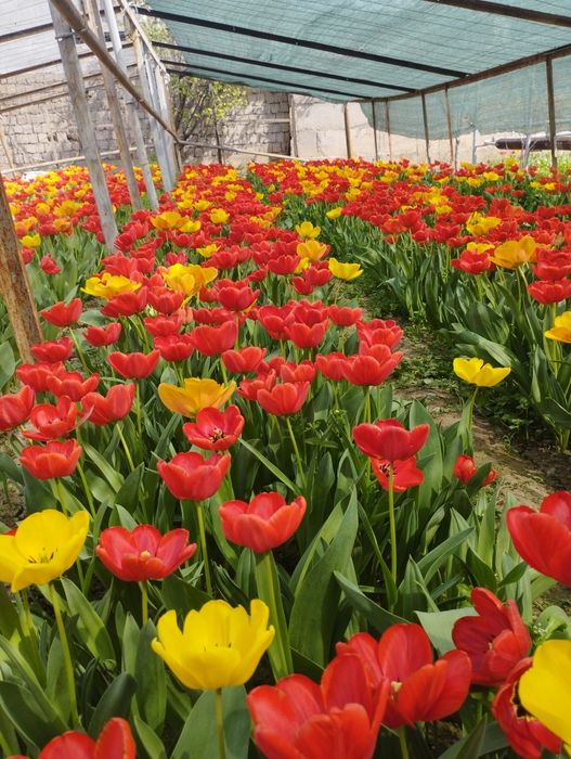 Продается луковици тюлпанов местни сорт город ташкент