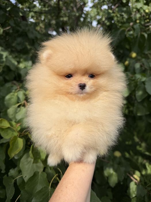 Щенки померанского шпица