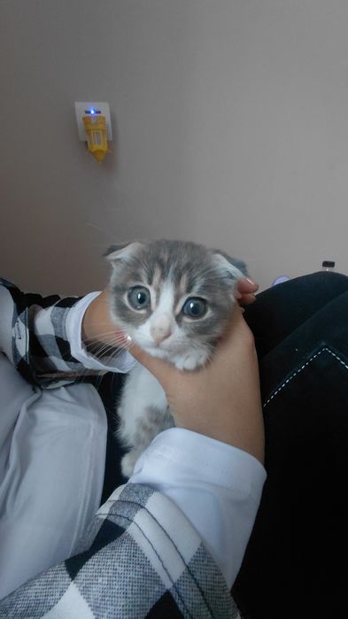 Шатланский мысық сатылады