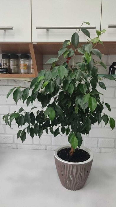 Фикус Бенджамина