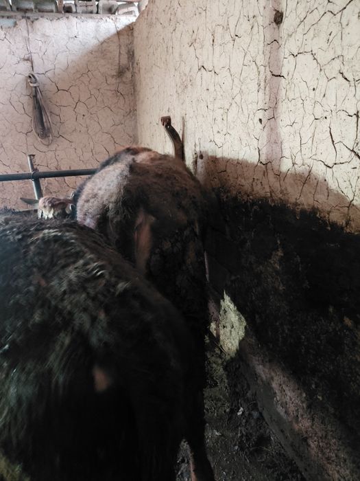 Бордақы бұқалар бар