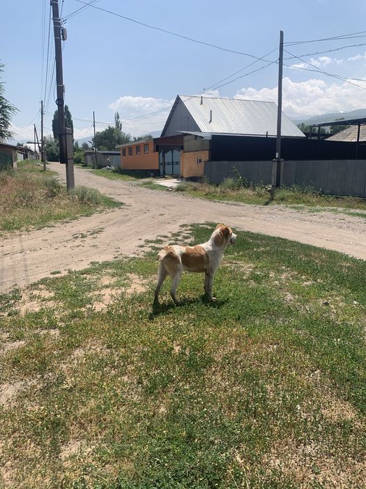 Продам шенка алабай девочка