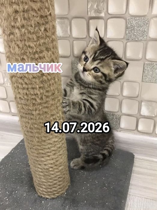 Британские котята
