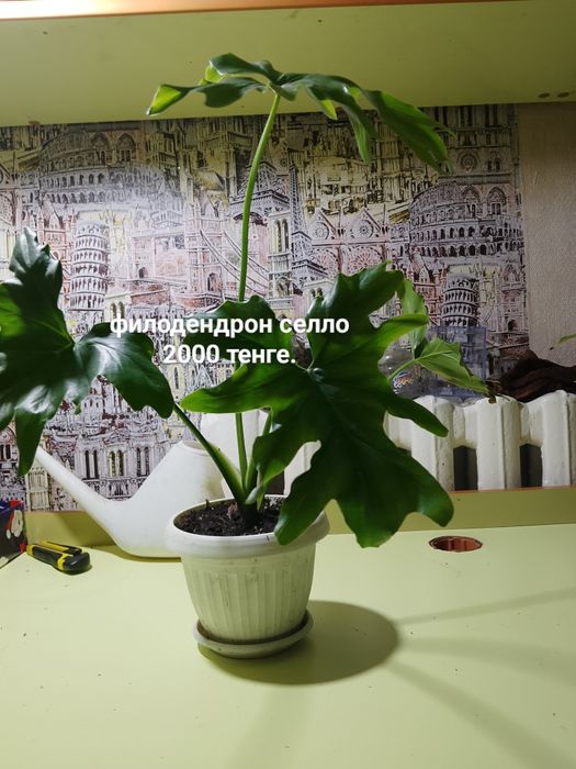 Продают цветы, эпипремнум, филодендрон, и черенки эпипремнума