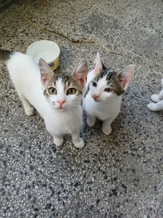 Подарявам котенца