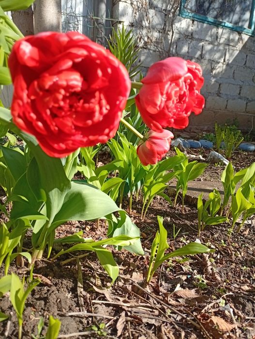 Продам клубнику. Малину и др кустарники