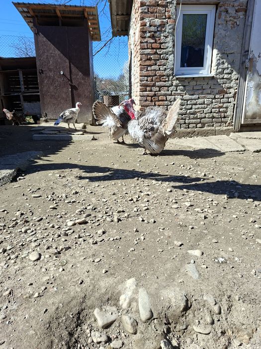 Vând curci, curcani și bibilici