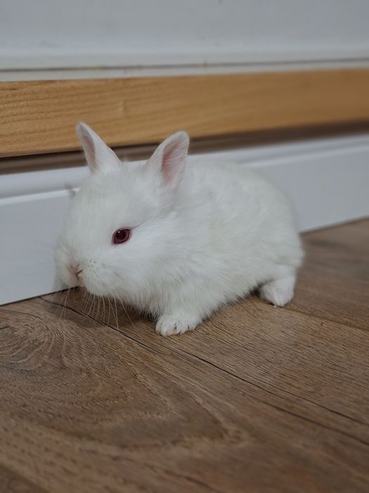 Iepurasi albi cap de leu