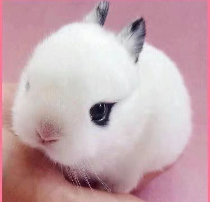 Декоративные кролик