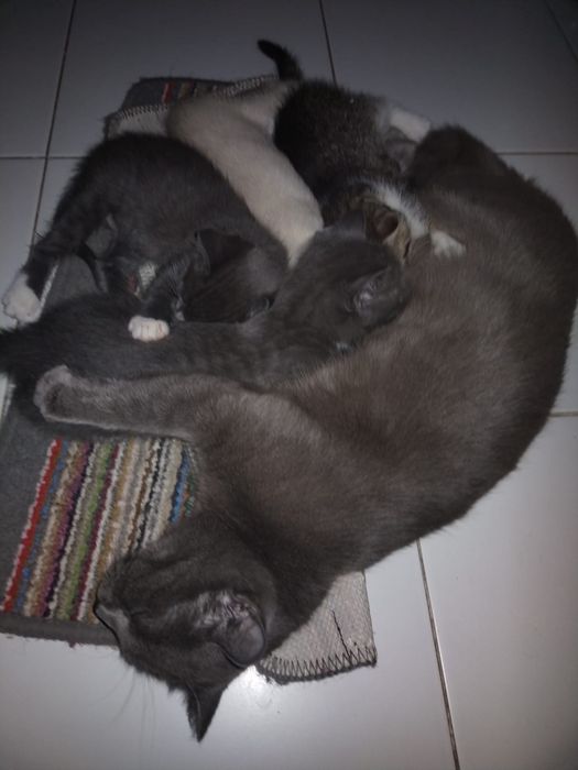 Отдам котят в хорошие руки