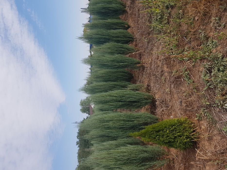 Pepeniera proprie plante ornamentale