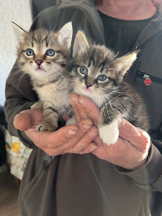 Котята в добрые руки !