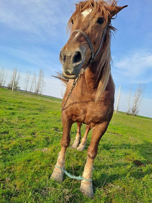 Iapa semigrea baldovinesti