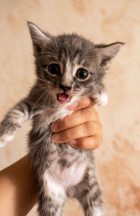 Котята в добрые ручки