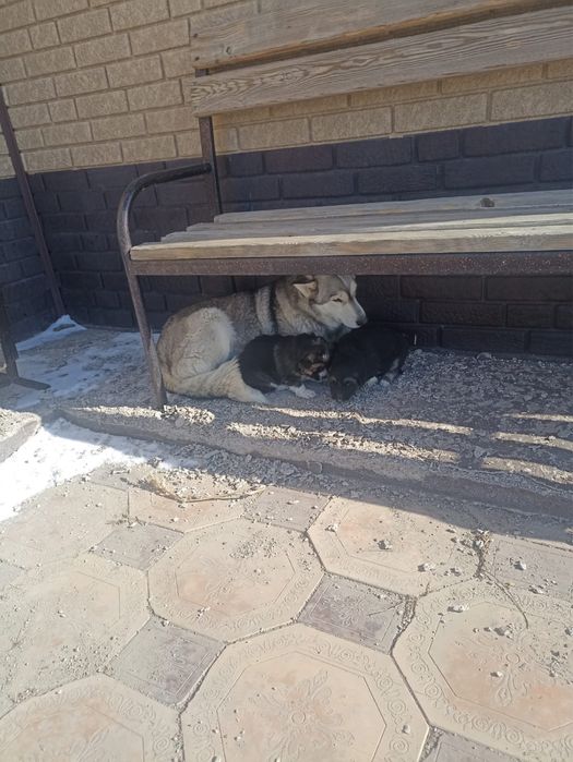 Хаски күшіктері бесплатно