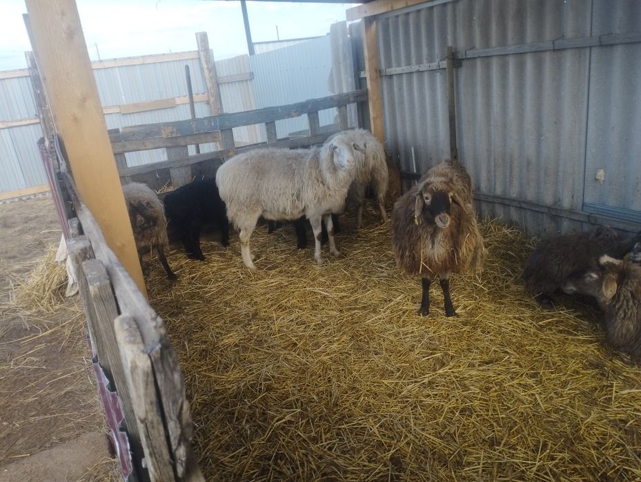 Қойлар сатамын немесе ауыстыру