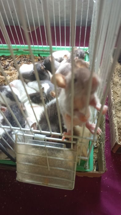 Отдам крыс срочно к рукам приучены