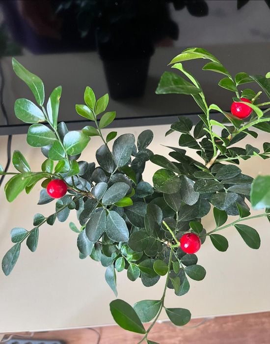 Комнатные растения