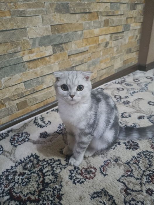 Кошка продажа Scottish Fold