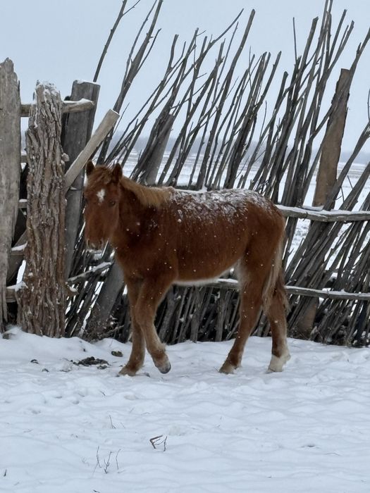 Жабағы сатылады еркек