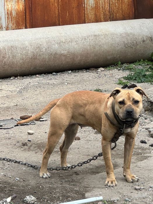 Продам девочку питьуля