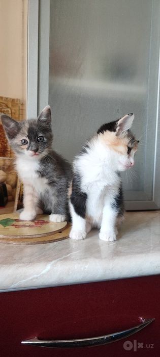 Котенок в добрые руки