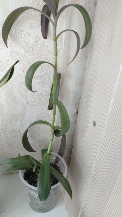 Цветочки,цена 500тенге