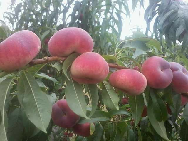 Vita de vie,  pomi fructiferi  si pomi Columnari