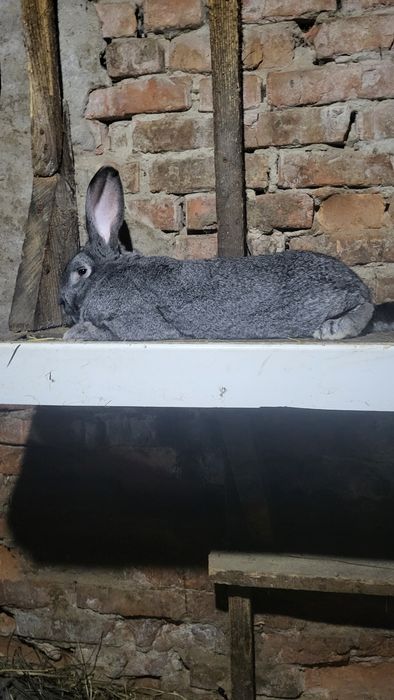 Продам крала..краликав