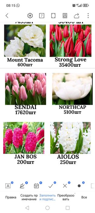 Тюльпаны голландский