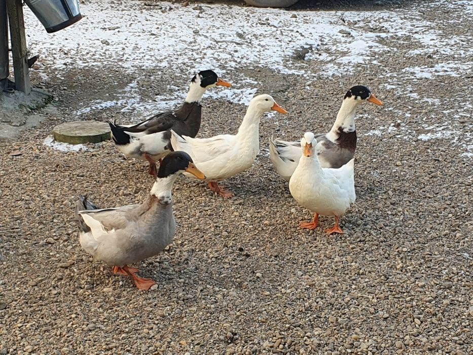 Rață de vânzare 7 bucați