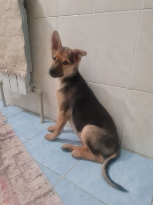 О дам щенка 3х мес девочку дворняжку