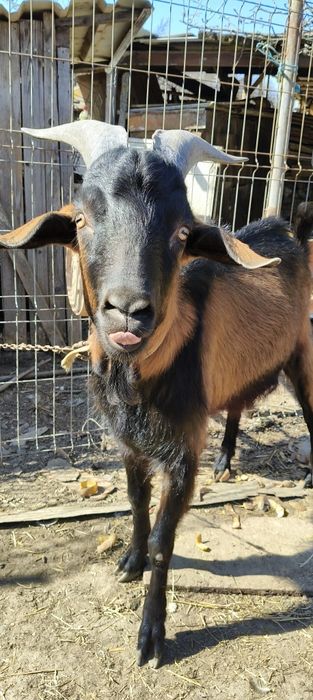 Vând Țap alpin francez de un an din mamă de 6 litri de lapte foarte fr
