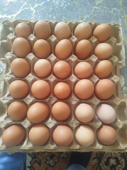 Домашний яйцо Уидын жумрткасы