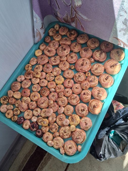 Продам луковицы гладиолусов, розовые