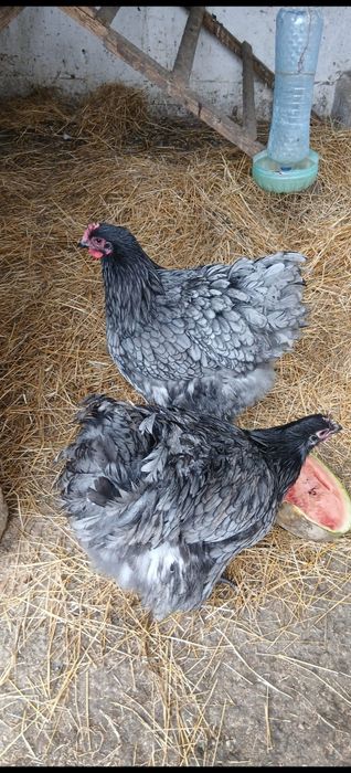 Vand gaini orpington albasteu